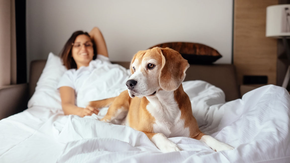 Pet-Friendly Hotels in Medicine Hat: How to Plan for a Safe Stay for Fido